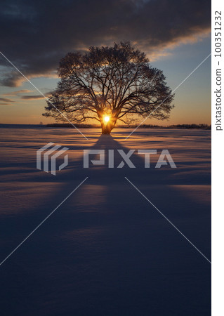 Harnile tree 100351232