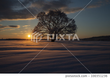 Harnile tree 100351236