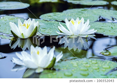 白色睡蓮反射花瓣 白色睡蓮反射花瓣 100352043