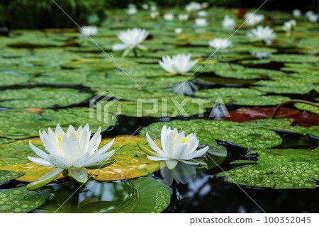 Water lily blooming in pond 100352045
