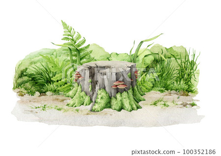 Mossy stump with green grass, fern, wild pants and herbs. Watercolor illustration. Tree trunk with mushrooms on it green moss, grass, fern around. Wood stump forest, park landscape scene element 100352186