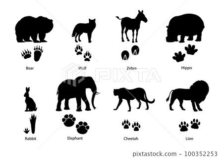 Animal footprints and silhouettes. Grizzly bear, wolf, zebra and hippopotamus, rabbit or hare, african elephant, cheetah savannah and lion wild cats silhouettes and animals paws vector footprints Animal footprints and silhouettes. Grizzly bear, wolf, zebra and hippopotamus, rabbit or hare, african elephant, cheetah savannah and lion wild cats silhouettes and animals paws vector footprints 100352253