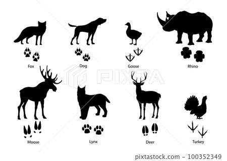 Animal footprints and silhouettes of wild fox, pet dog and birds, vector paw prints with claws. Deer or moose elk, rhinoceros and lynx, turkey or goose foot prints, wild animals and birds silhouettes Animal footprints and silhouettes of wild fox, pet dog and birds, vector paw prints with claws. Deer or moose elk, rhinoceros and lynx, turkey or goose foot prints, wild animals and birds silhouettes 100352349
