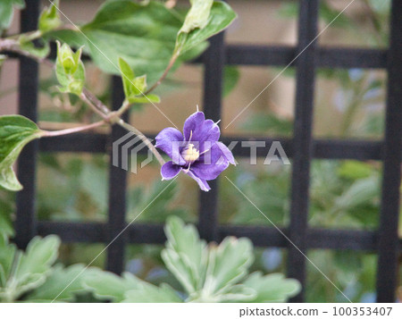 Clematis flower Clematis flower 100353407