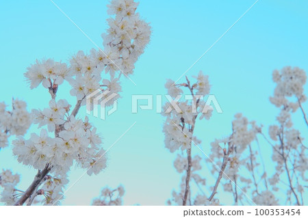 梅花節！ 100353454