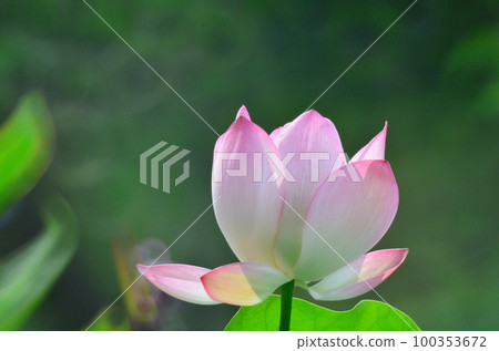 a Lotus flower and Lotus flower plants 100353672