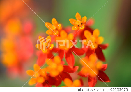 ixora chinensis lamk on green background. 100353673