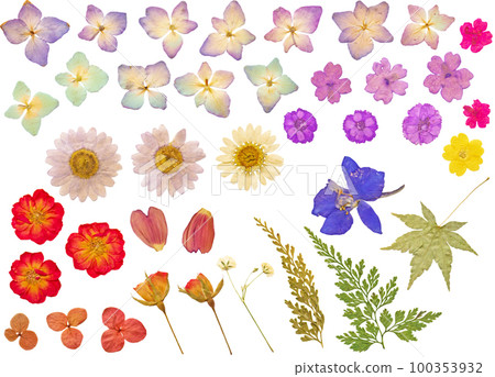 Material Set - Pressed Flowers 100353932