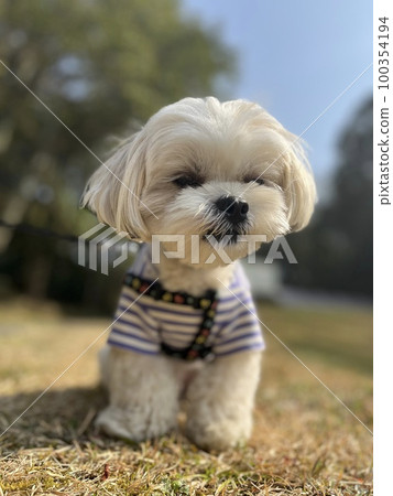 可愛的馬爾西狗 100354194