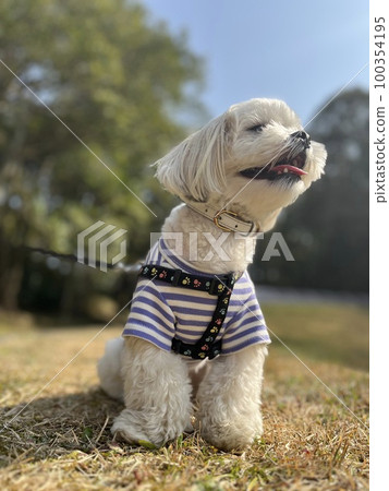 cute malsey dog 100354195