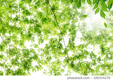 The background of forest bathing in nature where the fresh green shines. Tree leaves swaying in the wind. 100354270