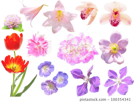 Material set - purple and pink flowers 100354341