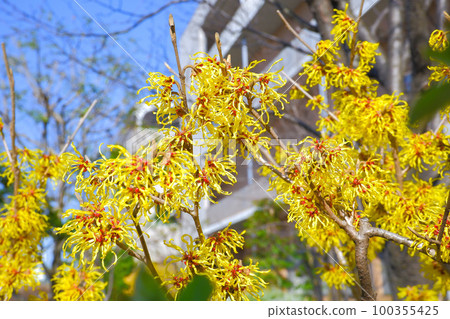 Manxaku盛開的鮮花 Manxaku盛開的鮮花 100355425