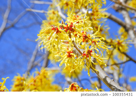 Manxaku盛開的鮮花 Manxaku盛開的鮮花 100355431