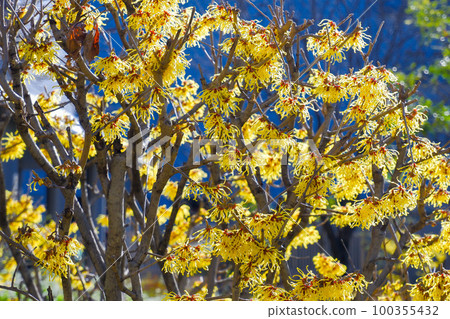 Manxaku flowers in full bloom 100355432