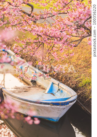 清晨的笠松河津櫻花路 清晨的笠松河津櫻花路 100356220