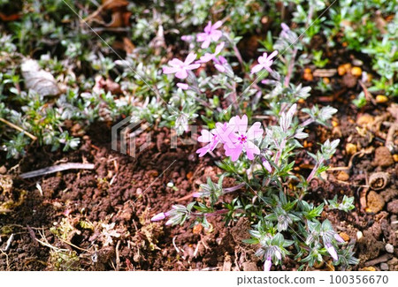 小花園芝櫻的形象 小花園芝櫻的形象 100356670