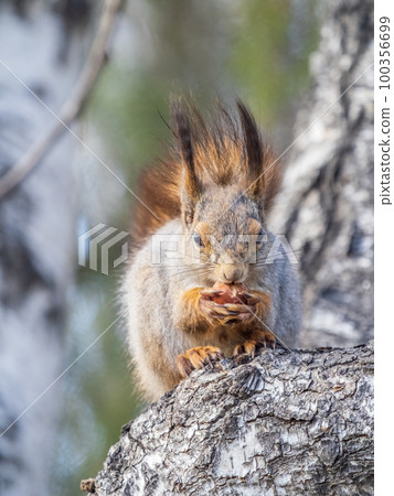 The squirrel with nut sits on a branches in the spring or summer. The squirrel with nut sits on a branches in the spring or summer. 100356699