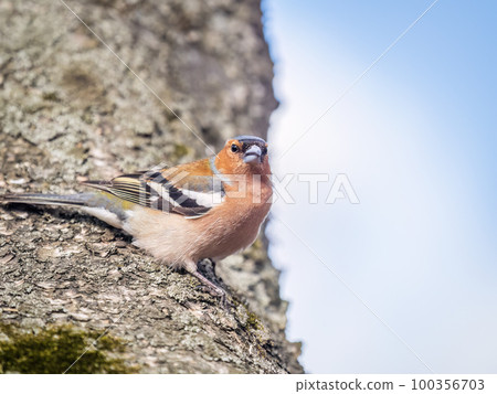 Common chaffinch, Fringilla coelebs, sits on a tree. Common chaffinch in wildlife. Common chaffinch, Fringilla coelebs, sits on a tree. Common chaffinch in wildlife. 100356703