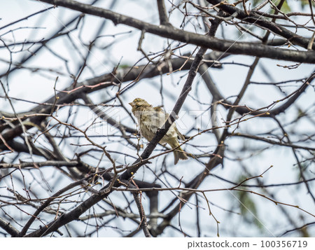 Green and yellow songbird, The European greenfinch sitting on a branch in spring. Green and yellow songbird, The European greenfinch sitting on a branch in spring. 100356719