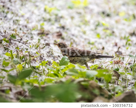 Wood bird Fieldfare, Turdus pilaris, on a sprng lawn. Wood bird Fieldfare, Turdus pilaris, on a sprng lawn. 100356732