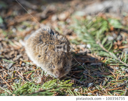 A closeup of a Common vole, Microtus arvalis, on the ground with a blurry background A closeup of a Common vole, Microtus arvalis, on the ground with a blurry background 100356735