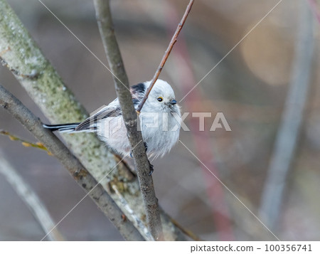 European long-tailed tit, latin name Aegithalos caudatus. A bird sitting on a branch in a deciduous forest. 100356741