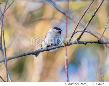 Cute bird the willow tit, song bird sitting on a branch without leaves in the winter. Cute bird the willow tit, song bird sitting on a branch without leaves in the winter. 100356742
