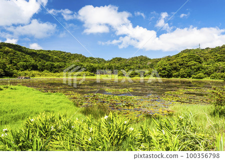 Beautiful Dongyuan Wetland Park in Pingtung, Taiwan. 100356798