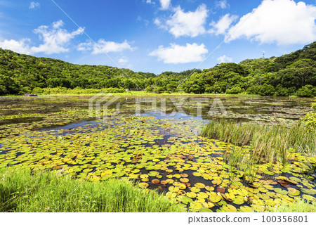 Beautiful Dongyuan Wetland Park in Pingtung, Taiwan. 100356801