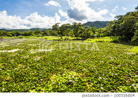 Beautiful Dongyuan Wetland Park in Pingtung, Taiwan. Beautiful Dongyuan Wetland Park in Pingtung, Taiwan. 100356804