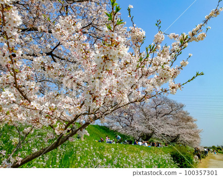 沿著多摩川欣賞櫻花 100357301