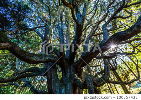 Takamori-dono雪松[小森阿蘇郡高森町] 100357435