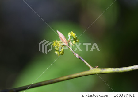 Kuro-moji (black letters) flowers 100357461