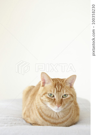 Daily scenery of cat parent and child 100358230