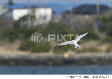 Little gull Little gull 100358715
