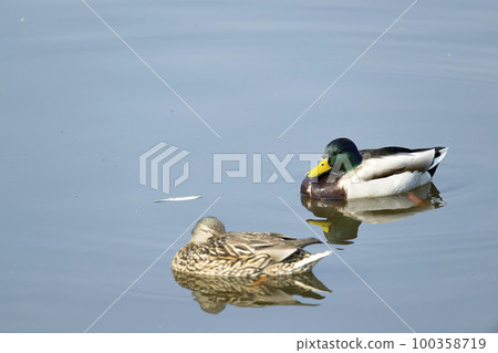 Mallard Mallard 100358719