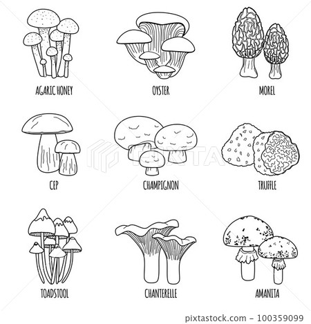 Flat Mushrooms Outline Set 100359099