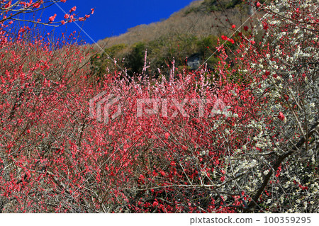 Banquet of Yugawara Plum Blossoms 100359295