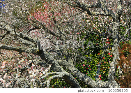 Banquet of Yugawara Plum Blossoms Banquet of Yugawara Plum Blossoms 100359305