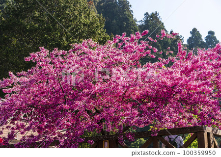 Colorful Taiwan cherry blossoms bloom next to the train station in Alishan Forest Recreation Area in Chiayi, Taiwan. 100359950