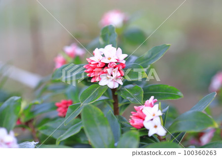 Spring flower Daphne odora Spring flower Daphne odora 100360263
