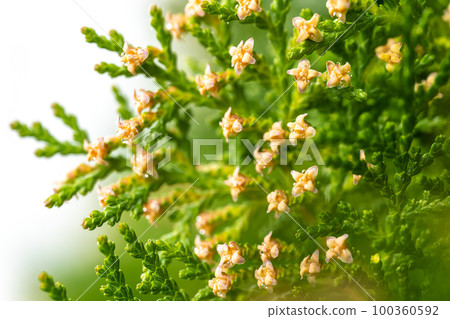 Flower of conote fish 100360592