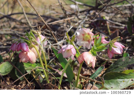 聖誕玫瑰鮮花 100360729