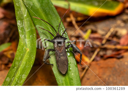 Leaf-footed Bug, Anoplocnemis madagascariensis, Tsingy de Bemaraha, Madagascar wildlife Leaf-footed Bug, Anoplocnemis madagascariensis, Tsingy de Bemaraha, Madagascar wildlife 100361289