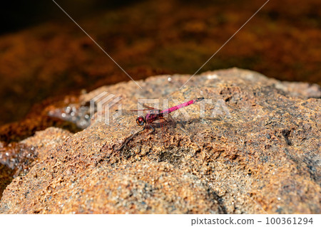 Crimson dropwing, Trithemis selika, dragonfly, Andringitra National Park, Madagascar wildlife 100361294
