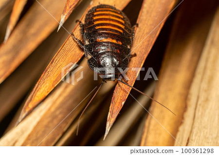 Madagascar hissing cockroach, Gromphadorhina portentosa, Isalo National Park, Madagascar wildlife Madagascar hissing cockroach, Gromphadorhina portentosa, Isalo National Park, Madagascar wildlife 100361298