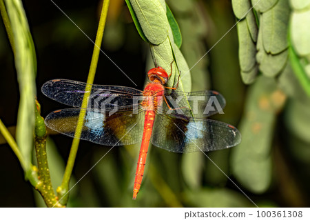 Coral-tailed cloudwing, Tholymis tillarga, Miandrivazo, Madagascar wildlife animal 100361308