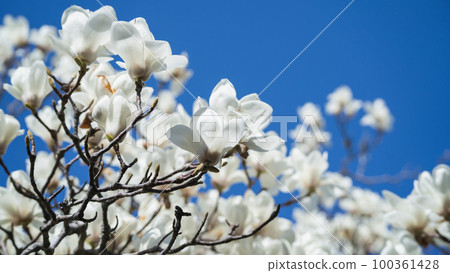 Yulan magnolia flower Yulan magnolia flower 100361428