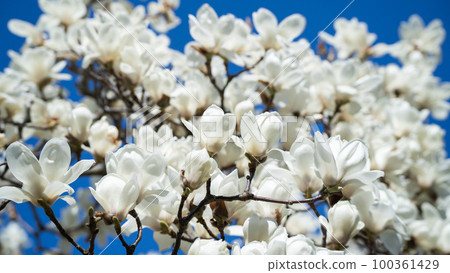 Yulan magnolia flower 100361429